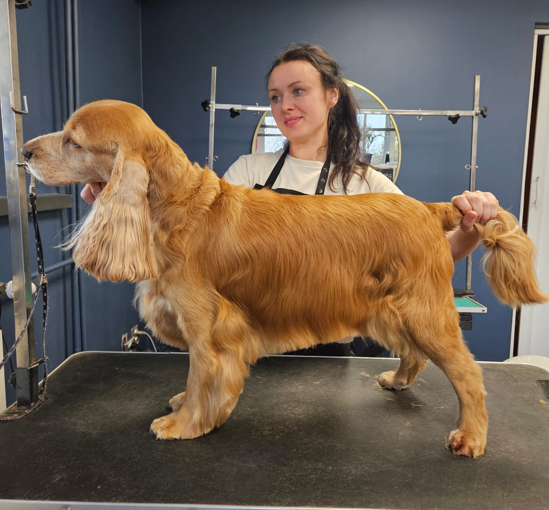 Dog Paradise grooming salon in Dunshalt, Fife