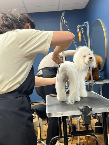 Groomed dog at Dog Paradise in Dunshalt – gallery photo 2