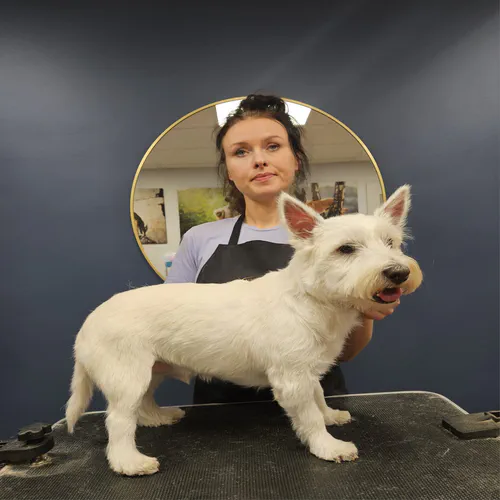 Dog Grooming near Glenrothes, Fife