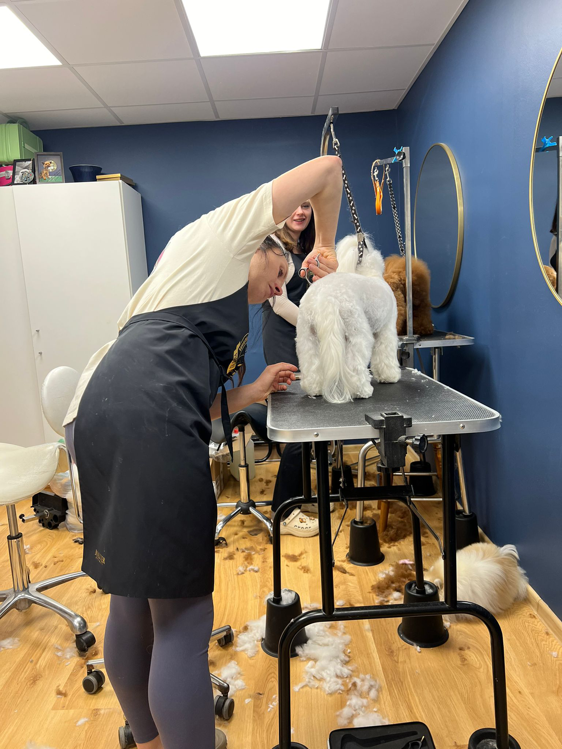 Dog Groomer in Dunshalt: Local Care with Heart