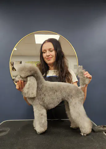 Groomed dog at Dog Paradise in Dunshalt – gallery photo 7