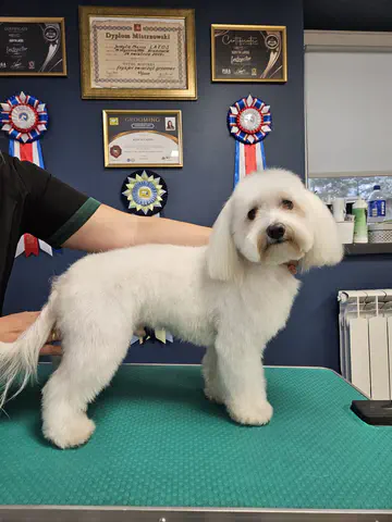 Groomed dog at Dog Paradise in Dunshalt – gallery photo 10