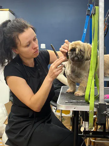 Groomed dog at Dog Paradise in Dunshalt – gallery photo 11