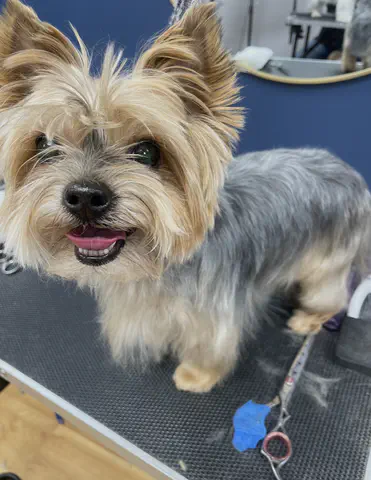 Groomed dog at Dog Paradise in Dunshalt – gallery photo 15